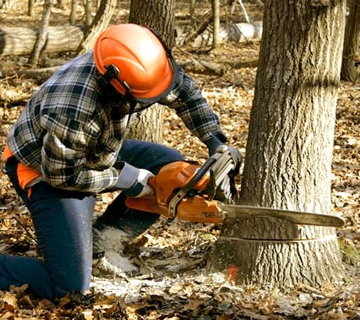 Tree Removal in Darwin, MN